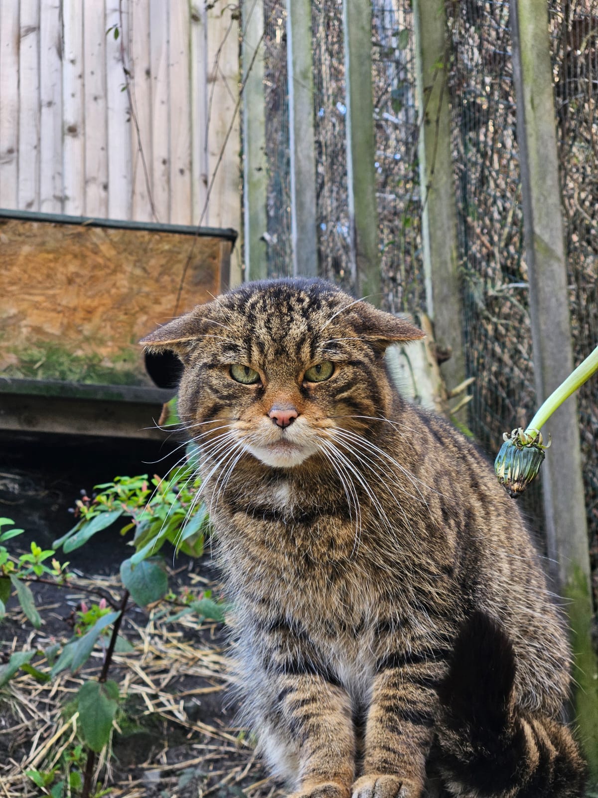 Animals in UK Zoo contribute footprints to help their wild counterparts